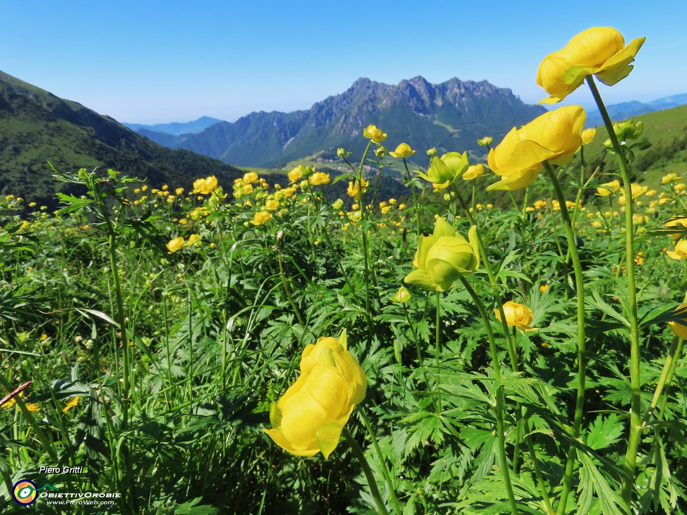 20 Distese fiorite di Trollius europaeus (Botton d'oro) con vista in Alben.JPG